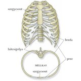 A mellkast alkotó csontok