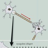 Az ingerület vezetése elektromos jelenség