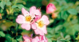 Άνθη άγριας τριανταφυλλιάς