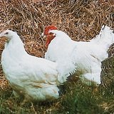 A female (hen) and male (cock) chicken