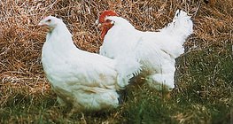 A female (hen) and male (cock) chicken