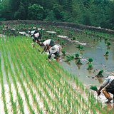 The Process of rice production - 2
