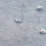 οστικά κύτταρα