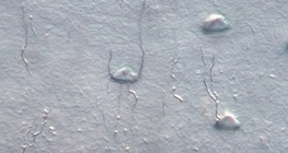 οστικά κύτταρα