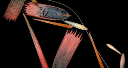 Λέπια φτερών πεταλούδας