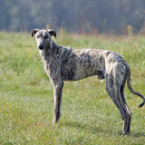 Hungarian greyhound