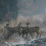 Group of roe deer
