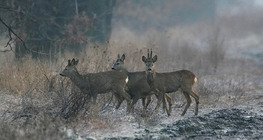 Group of roe deer