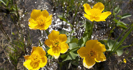 Marsh marigold