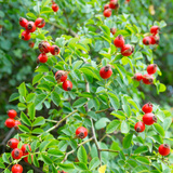 Rose hip
