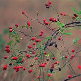 Καρπός άγριας τριανταφυλλιάς