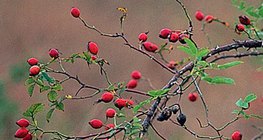 Καρπός άγριας τριανταφυλλιάς