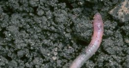 Γεωσκώληκας