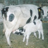 A cow suckling her calf