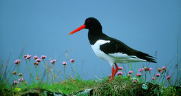 Common pied oystercatcher