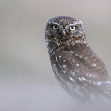 Little owl