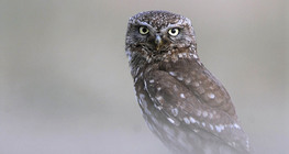 Little owl