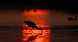 European spoonbill in sunset
