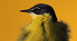 Κιτρινοσουσουράδα