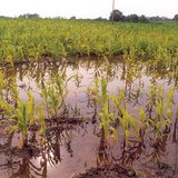 Υπόγεια νερά χαμηλού βάθους