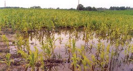 Υπόγεια νερά χαμηλού βάθους