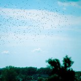 A flock of starlings