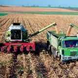 Corn harvest