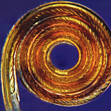 Προβοσκίς πεταλούδας