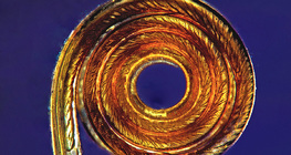 Προβοσκίς πεταλούδας