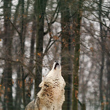 Howling wolf