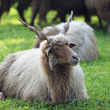 Racka sheep