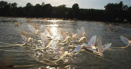 Mayflies