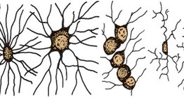 νευρογλοιακά κύτταρα