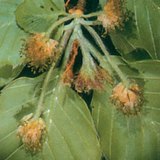 Οξυά και αρσενικά άνθη