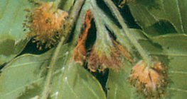 Οξυά και αρσενικά άνθη