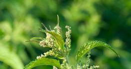 Nettle