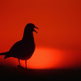 Sunset with gull