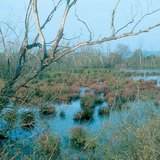 Σταθμοί τέλους μιας λίμνης: βάλτος