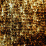 Φτερό πεταλούδας με λέπια