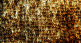 Φτερό πεταλούδας με λέπια