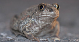 Spadefoot toad