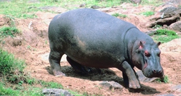 Hippopotamus