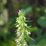 Broad-leaved helleborine