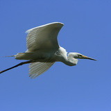 Great egret in flight