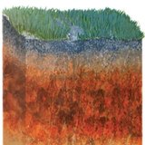 Καφετί δασικό έδαφος