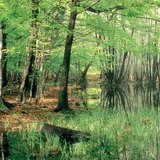 Σταθμοί τέλους μιας λίμνης: έλος