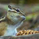 Chipmunk