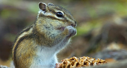 Chipmunk
