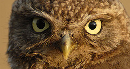 Little owl portrait