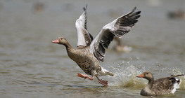 Greylag goose taking off